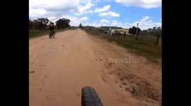 Cyclist escapes charging cow, witnessing a bizarre riverbank leap gone awry