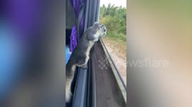Squirrel enjoys view from car window