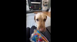 Diabetic alert dog Korey ensures mom's safety with snack deliveries