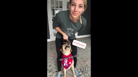 Mastering the stay: A simple guide in three steps for your dog