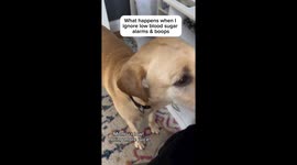 Diabetic alert dog Korey steps in when ADHD and diabetes mix