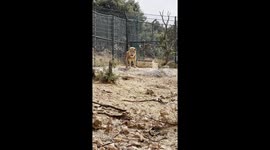 Visiting the  Al Ma’wa Wildlife Reserve in Jerash, Jordan. Footage of the amazing lion that likes in the reserve.