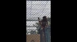 Funny baboon monkeys get naughty with their caretaker in front of visitors of  Al Ma’wa Wildlife Reserve in Jerash, Jordan.