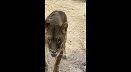 Visiting the  Al Ma’wa Wildlife Reserve in Jerash, Jordan. Close up of a lion that likes in the reserve.