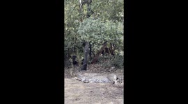 Two jaguars resting on the shade during the warmest hours of the day in the Al Ma’wa Wildlife Reserve, in Jerash, Jordan.
