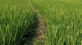 Rice Fields Blown Away by the Wind Between the Drying Gajah Mungkur Reservoir