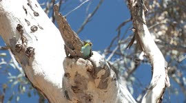 Tiny, beautiful Purple-crowned Lorikeet peers from her nest in a gum tree.