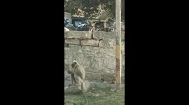 Monkey  peeling coconut in Hampi the ancient  historical town in Indian state of Karnataka