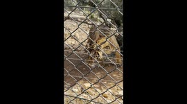 A tiger that was rescued from a dealer in Argentina is living now in  Al Ma’wa Wildlife Reserve in Jerash, Jordan.