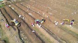 Farmers work at a Fructus Trichosanthis base in Anqing, China