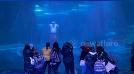 Merman Performance Delights Visitors at the Chinese Aquarium in Changchun