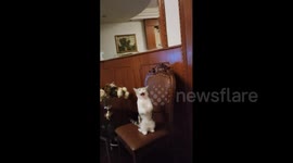 Cat Mimics Lunar New Year Tradition in Shanghai, China