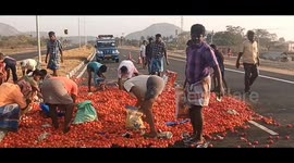 Public gathered to pick the spilled tons of tomatoes as a mini van carrying the same on board ruptured a tire, causing it to topple over.