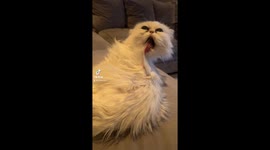 A chinchilla Persian washing himself in a funny way on a Saturday night. The video has received over 40 million views on tiktok. The cat is called bibbi and is known for its special appearance. Bibbi has long hair and washes herself often. This time she d