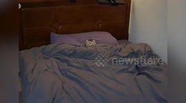 Pet cat lies in bed watching 'Sponge Bob Square Pants' on overhead screen