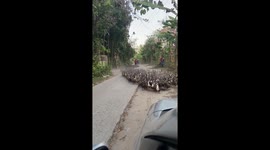 Duck army charges down rural road