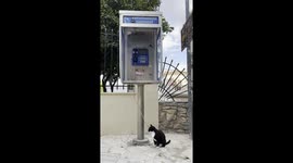 Funny cat sitting by a street phone in the center of the city of Athens in Greece.
