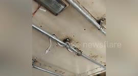 Python slithers on handrails of moving bus