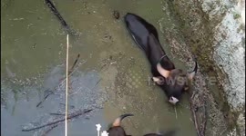 Excavator used to rescue bison trapped in 20-foot-deep well in south India