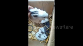 Rabbit Throws Tantrum After Unexpected Kiss in Anhui, China