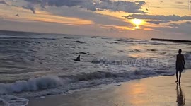 Video of great white shark thrashing around in shallow water before it washed up on Australian beach