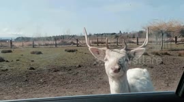 Women inside a car are feeding snacks to calves in USA