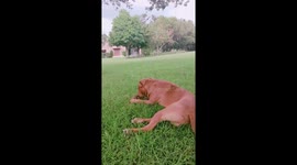 Thor the God of thunder. 11 months old currently.