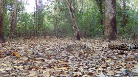Researchers touched by rare videos of jaguar breastfeeding her cubs