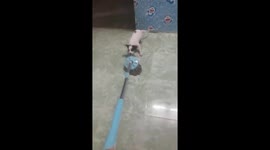 The dog tried to grab the mop in the woman's hand