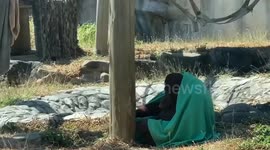 Orangutan plays with green blanket while resting in zoo enclosure in Taiwan