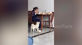 Pet chick pecks puppy's bottom while it asks food from girl