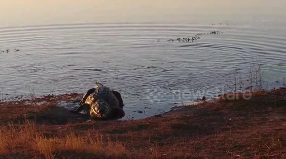 Wild dogs graft hard for meal just to have kill snatched by crocodile lurking nearby