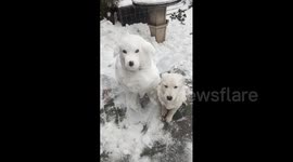 Owner Crafts Lifelike Snow Dog That Looks Just Like His Pet in Hubei, China