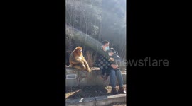 People Harmoniously Interact with Golden Monkeys in Hanzhong, China