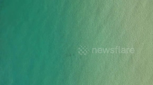 Shark chasing some fish next to the shore in Fort Lauderdale