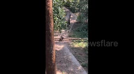 Baby Elephant Overcomes Forest Obstacle in Jinghong, China