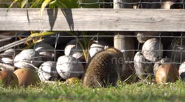 Raccoon hops fence to steal coconuts but can't carry it back over fence
