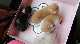 Purr-fect Playtime: Four adorable kittens tumble and roll in a box, kittens playing
