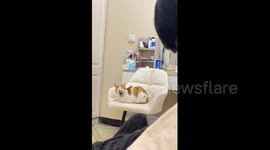 Cat Stretches Lazily in Anhui, China