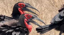 Ground Hornbills walking proud in the Kruger National Park in SA