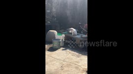 Cat Entertains Itself in Shandong, China