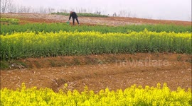 A Farmer Works in a Field in Yichang, China
