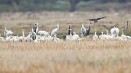 Migratory Birds in the Rice Fields of Poyang Lake in Shangrao, China