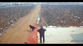 Excited Chinese Dog Runs Away Grabbing Lighted Firecracker