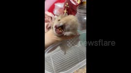 Hamster with its cheeks stuffed full of snacks in Liaoning, China