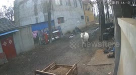 Startled cow rampages through Chinese village, injuring 5