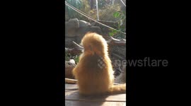 Encounter with the Precious Golden Monkey at the Zoo in Nanjing, China
