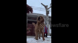 Dog Protects Owner From Fireworks in Shandong, China