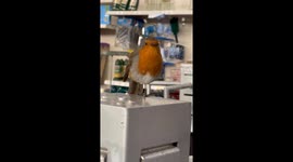 Ricky the famous Robin singing away at Charlie’s Stores Newtown Powys.  (Heartwarming).