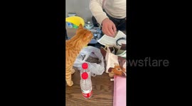 The Сat protects the territory in Heilongjiang, China